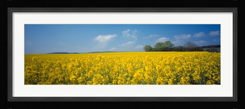 Framed Oilseed rape (Brassica napus) crop in a field, Switzerland Print