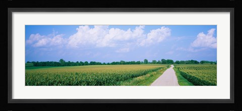 Framed Road along corn fields, Jo Daviess County, Illinois, USA Print
