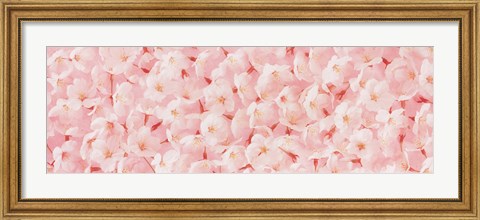 Framed Carpet of Cherry Blossoms Print