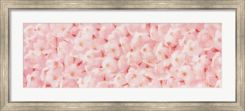 Framed Carpet of Cherry Blossoms Print