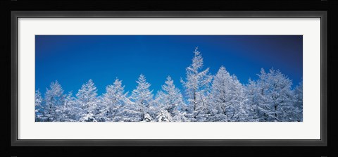 Framed Snow covered trees, Utsukushigahara Nagano Japan Print