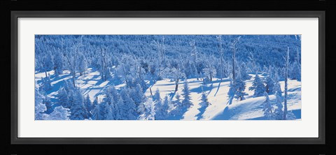 Framed Snow Covered Trees, Chino Nagano Japan Print