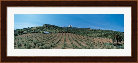 Framed Olive Groves Evora Portugal Print