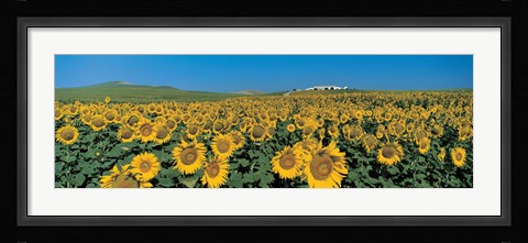 Framed Sunflower field Andalucia Spain Print