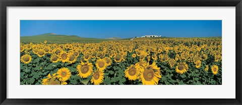 Framed Sunflower field Andalucia Spain Print