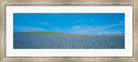Framed Field Biei-Cho Hokkaido Japan Print