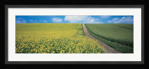 Framed Oats &amp; Rape Blossoms Biei-Cho Kamikawa Hokkaido Japan Print