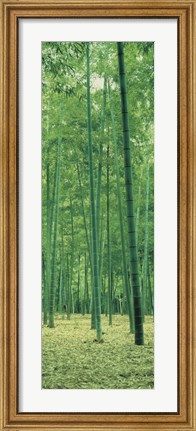 Framed Bamboo Forest Nagaokakyo Kyoto Japan Print