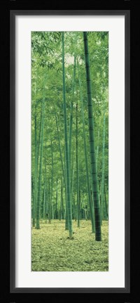Framed Bamboo Forest Nagaokakyo Kyoto Japan Print