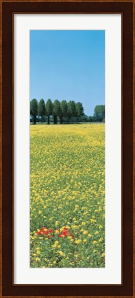 Framed Rape flowers France Print