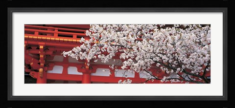Framed Cherry Blossom Kamigamo Shrine Kyoto Japan Print