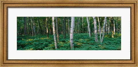 Framed Birch Trees in Forest Print