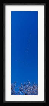 Framed Low angle view of a flock of birds flying in the sky Print