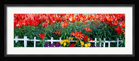 Framed Flowers in bloom, Alaska, USA Print
