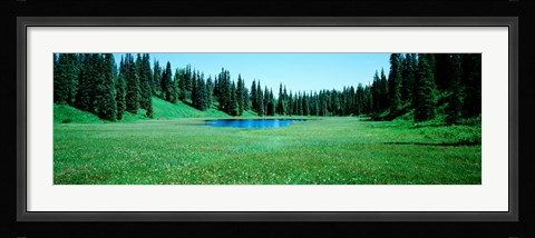 Framed Trees in a forest, Lakes, Alaska, USA Print