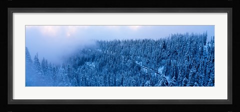 Framed High angle view of a forest, Mt Baker Ski Area, Whatcom County, Mt Baker-Snoqualmie National Forest, Washington State, USA Print