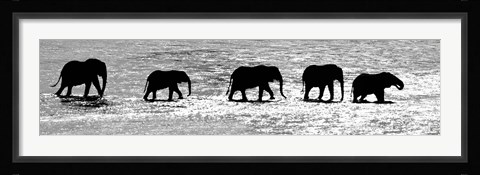 Framed Herd of African Elephants Crossing the Uaso Nyiro River, Kenya (black &amp; white) Print