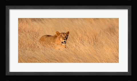 Framed Female lion (panthera leo) moving through tall grass, Masai Mara National Reserve, Kenya, Africa Print