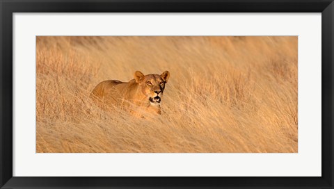 Framed Female lion (panthera leo) moving through tall grass, Masai Mara National Reserve, Kenya, Africa Print