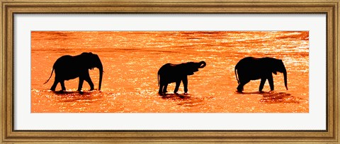 Framed Three African Elephants Crossing the Uaso Nyiro River, Kenya Print
