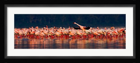 Framed Lesser flamingos in a lake, Lake Nakuru, Lake Nakuru National Park, Kenya Print