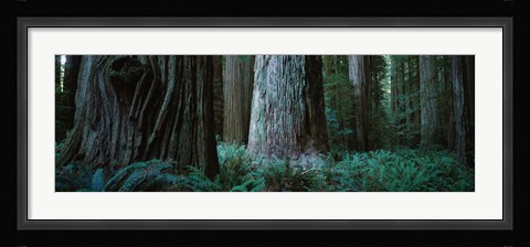 Framed Redwood Trees and Ferns, California Print