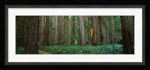 Framed Jedediah Smith Redwoods State Park, California Print
