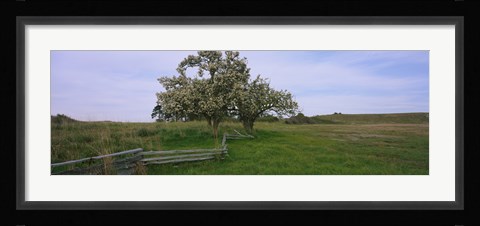 Framed Fence in a field, American Camp, San Juan Island National Historic Park, San Juan Island, San Juan County, Washington State, USA Print