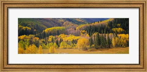 Framed Aspen Trees in a Filed Telluride, Colorado Print