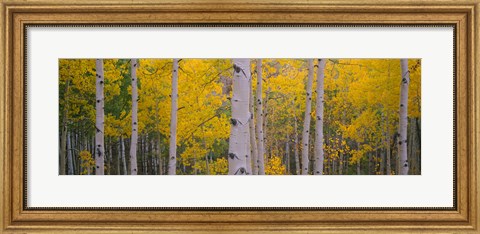 Framed Aspen Trees in Telluride, Colorado Print