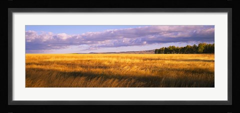 Framed Crop in a field, Last Dollar Road, Dallas Divide, Colorado, USA Print