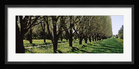 Framed Trees along a walkway in a botanical garden, Niagara Falls, Ontario, Canada Print