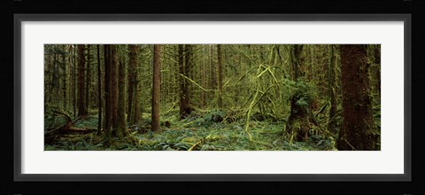 Framed Trees in a forest, Hoh Rainforest, Olympic Peninsula, Washington State, USA Print