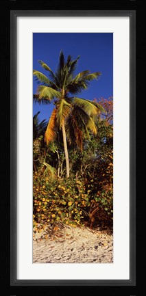 Framed Trees on the beach, Cinnamon Bay, Virgin Islands National Park, St. John, US Virgin Islands Print