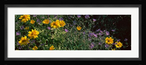 Framed Flowers in a botanical garden, Buffalo And Erie County Botanical Gardens, Buffalo, Erie County, New York State Print