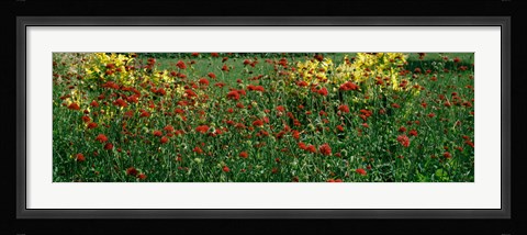 Framed Buffalo And Erie County Botanical Gardens, Buffalo, Erie County, New York State Print