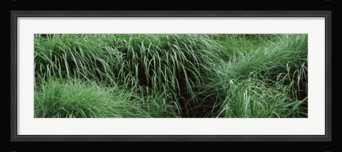 Framed Close-up of Fall-Blooming Reed Grass (Calamagrostis brachytricha) Print