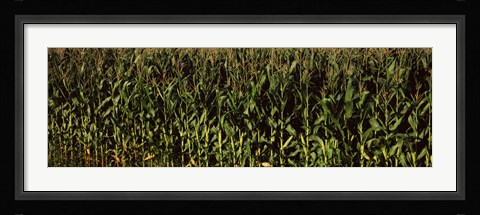 Framed Corn field, New York State Print