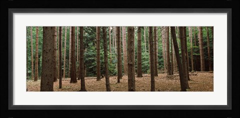 Framed Trees in a forest, New York City, New York State, USA Print