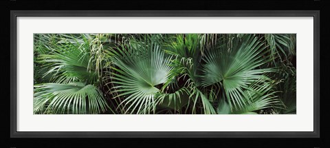 Framed Close-up of palm leaves, Joan M. Durante Park, Longboat Key, Florida, USA Print