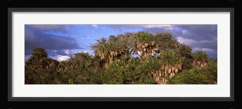 Framed Trees in a forest, Venice, Sarasota County, Florida, USA Print