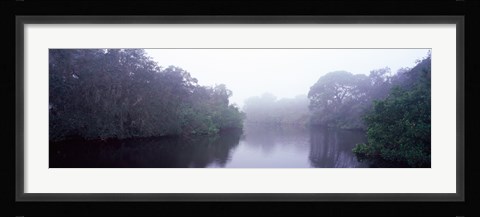 Framed Early morning fog on a creek, South Creek, Oscar Scherer State Park, Osprey, Sarasota County, Florida, USA Print
