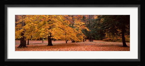Framed Trees in a park, Chestnut Ridge County Park, Orchard Park, Erie County, New York State, USA Print