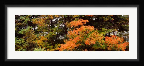 Framed Forest, Finger Lakes, New York State, USA Print