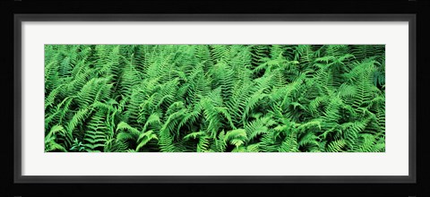 Framed Ferns in a forest, Adirondack Mountains, Old Forge, Herkimer County, New York State, USA Print