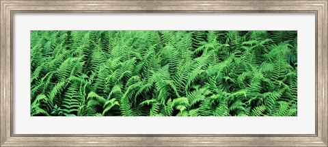 Framed Ferns in a forest, Adirondack Mountains, Old Forge, Herkimer County, New York State, USA Print