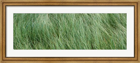 Framed Grass in the field, Adirondack Mountains, New York State, USA Print