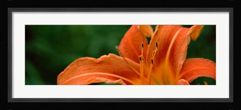 Framed Close-up of Orange Daylily (Hemerocallis fulva) Print