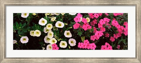 Framed Close-up of pink and white flowers Print