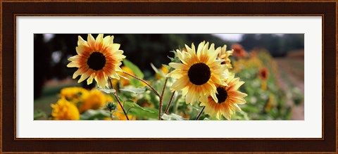 Framed Close-up of Sunflowers (Helianthus annuus) Print